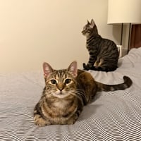 A pair called Hooplah & Ruckus - Photo 8