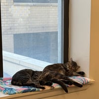 A pair called Hooplah & Ruckus - Photo 10