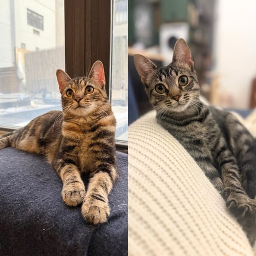 A PAIR CALLED HOOPLAH & RUCKUS - Domestic Short Hair available for adoption