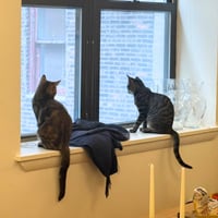 A pair called Hooplah & Ruckus - Photo 7
