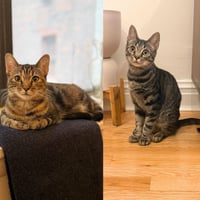 A pair called Hooplah & Ruckus - Photo 6