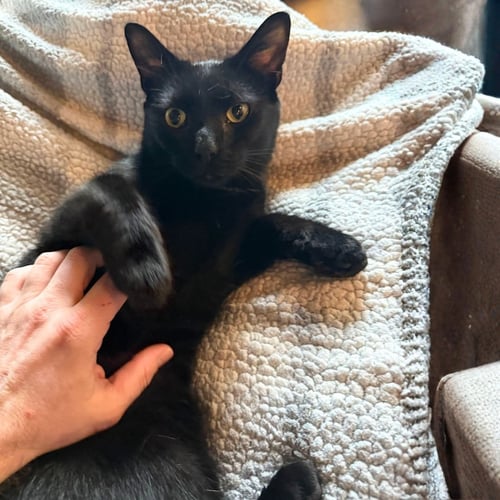VALENTINO - Domestic Short Hair available for adoption