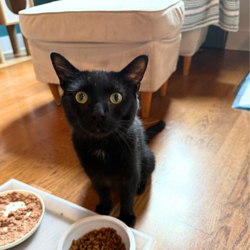 VALENTINO - Domestic Short Hair available for adoption