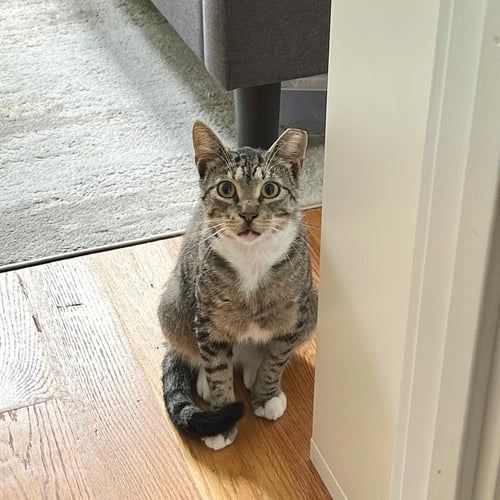 LIMEADE - Domestic Short Hair available for adoption