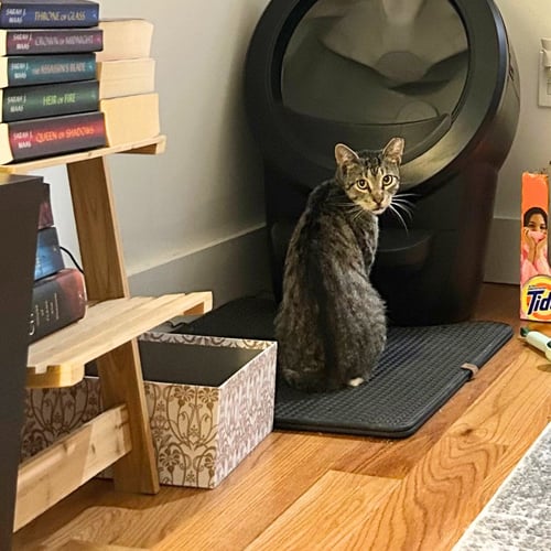 LIMEADE - Domestic Short Hair available for adoption