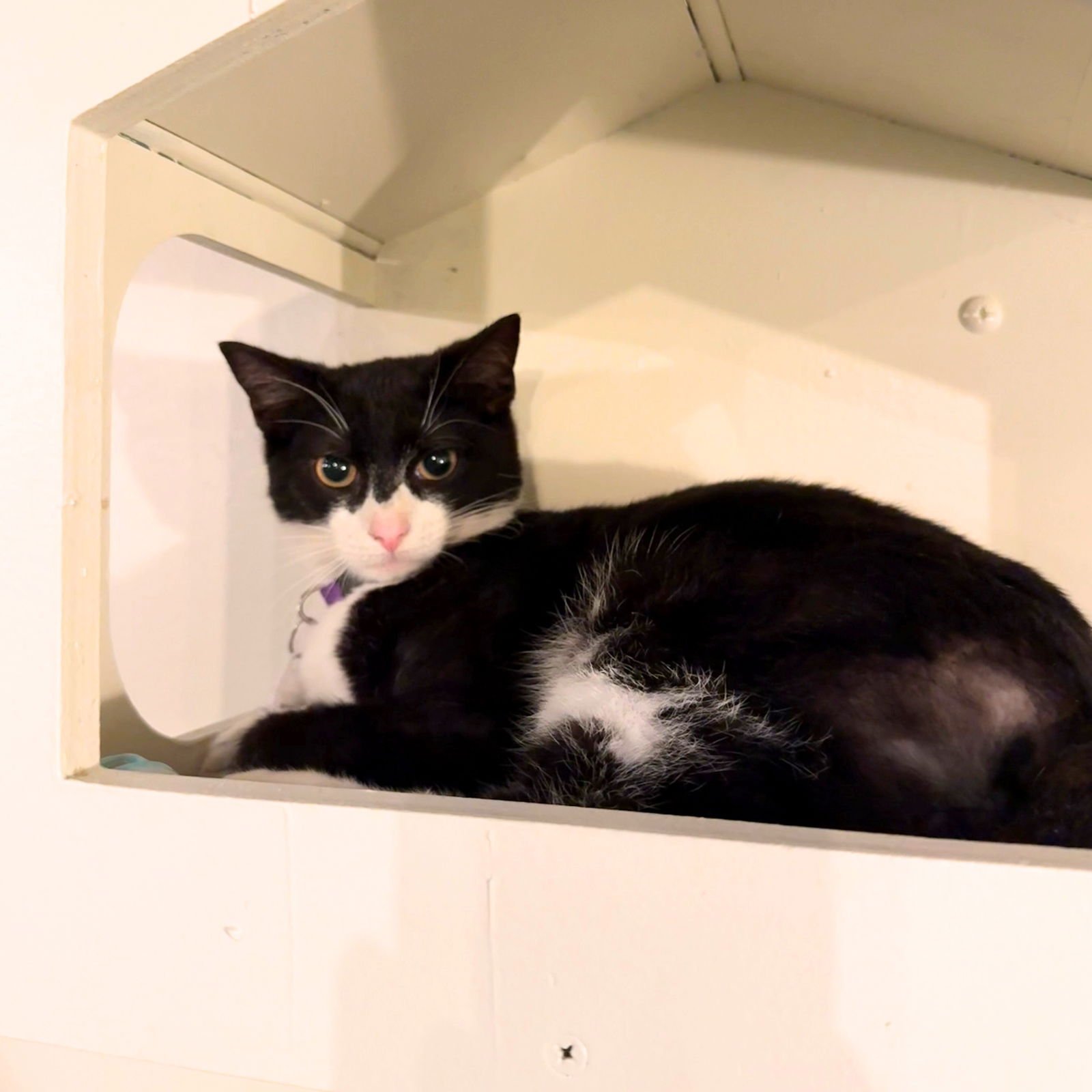 BINOMIAL - Domestic Short Hair available for adoption