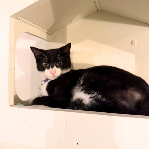 BINOMIAL - Domestic Short Hair available for adoption