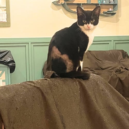 BINOMIAL - Domestic Short Hair available for adoption