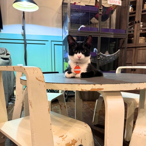 BINOMIAL - Domestic Short Hair available for adoption