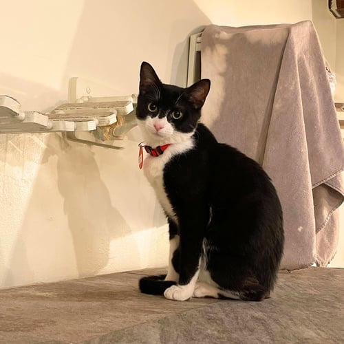 BINOMIAL - Domestic Short Hair available for adoption