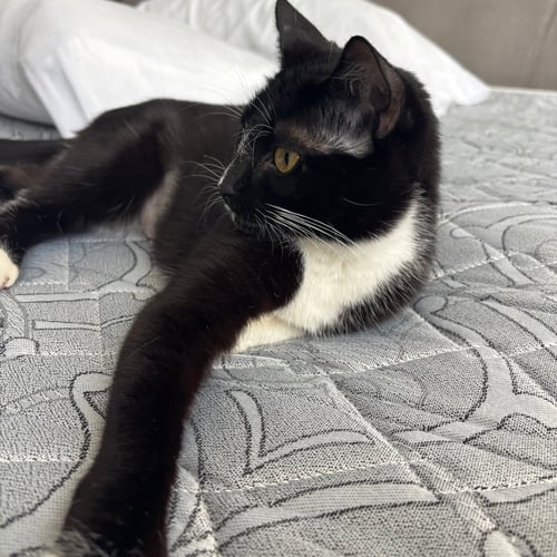 TAMARIND - Domestic Short Hair available for adoption