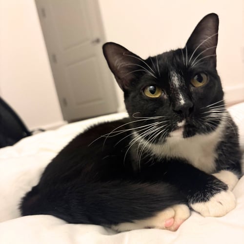 TAMARIND - Domestic Short Hair available for adoption