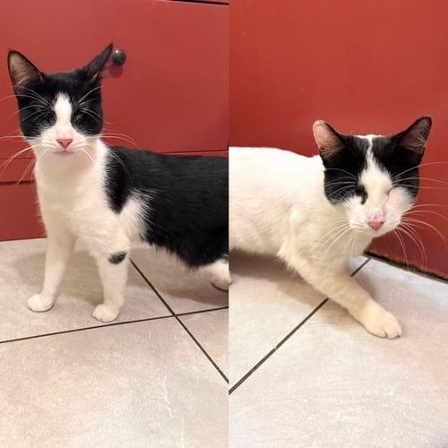 A PAIR CALLED BLAIR & MORGAN - Domestic Short Hair available for adoption