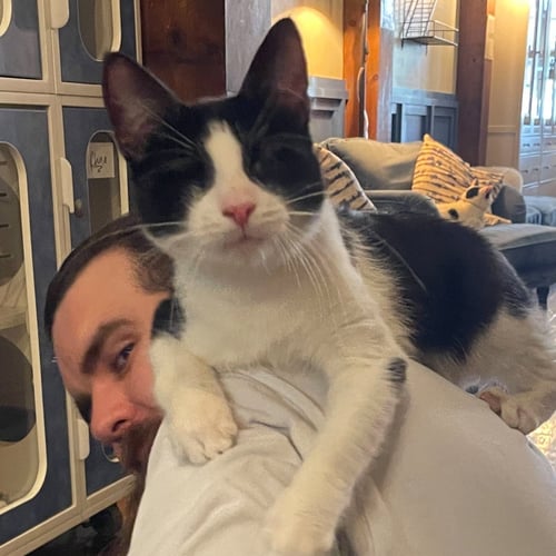 A PAIR CALLED BLAIR & MORGAN - Domestic Short Hair available for adoption
