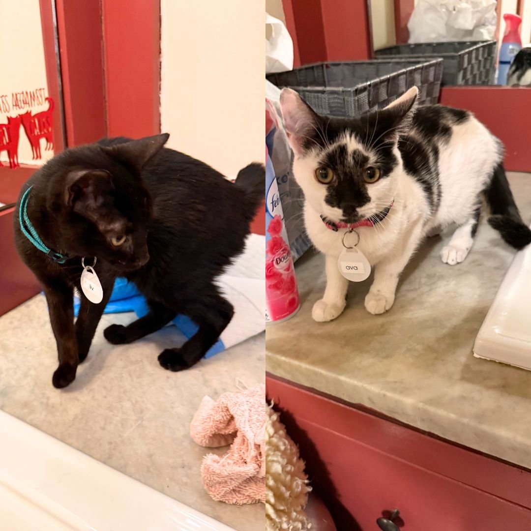 AVA & LIV - Domestic Short Hair available for adoption