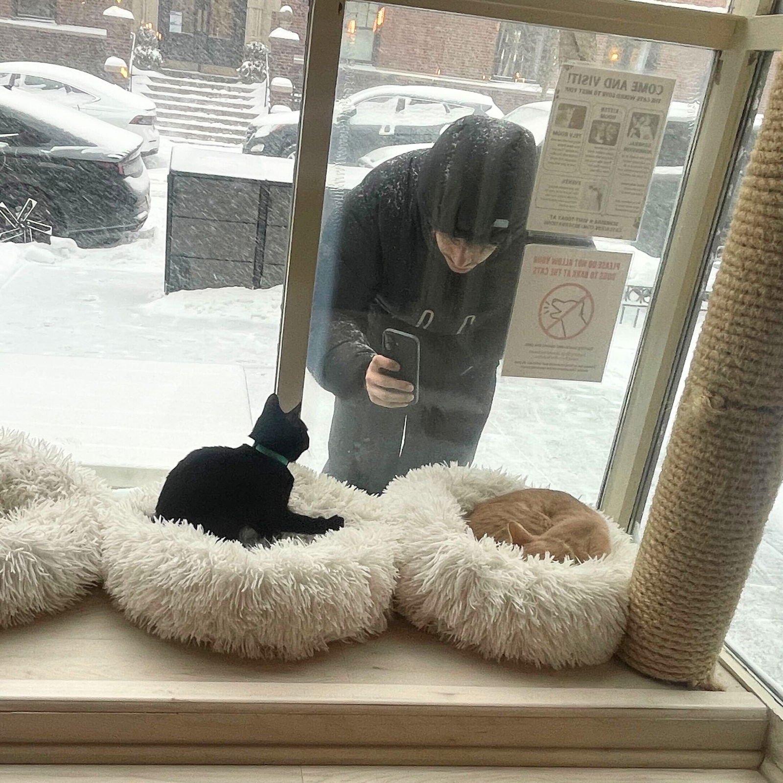 AVA & LIV - Domestic Short Hair available for adoption