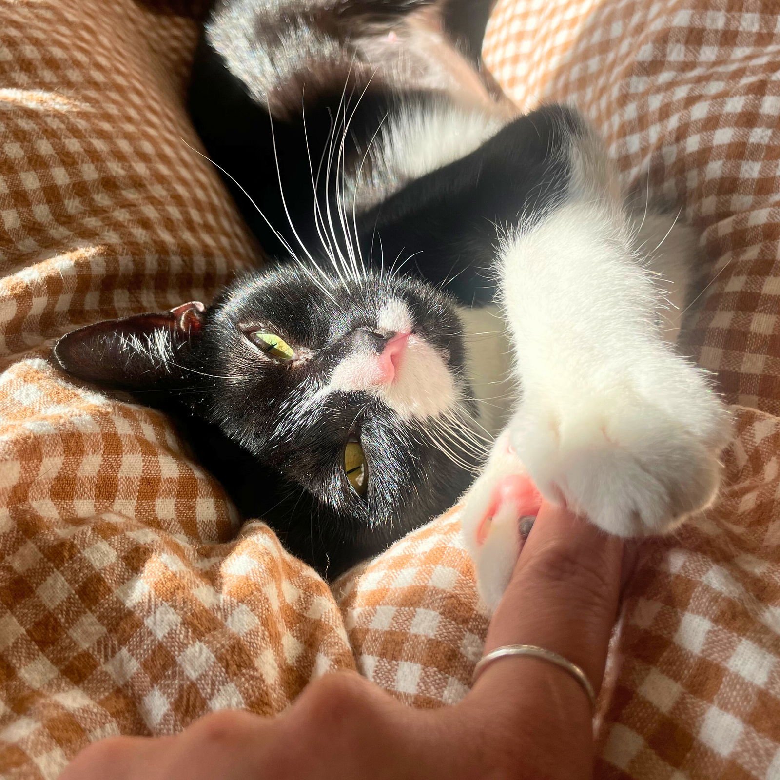 PEARLY - Domestic Short Hair available for adoption