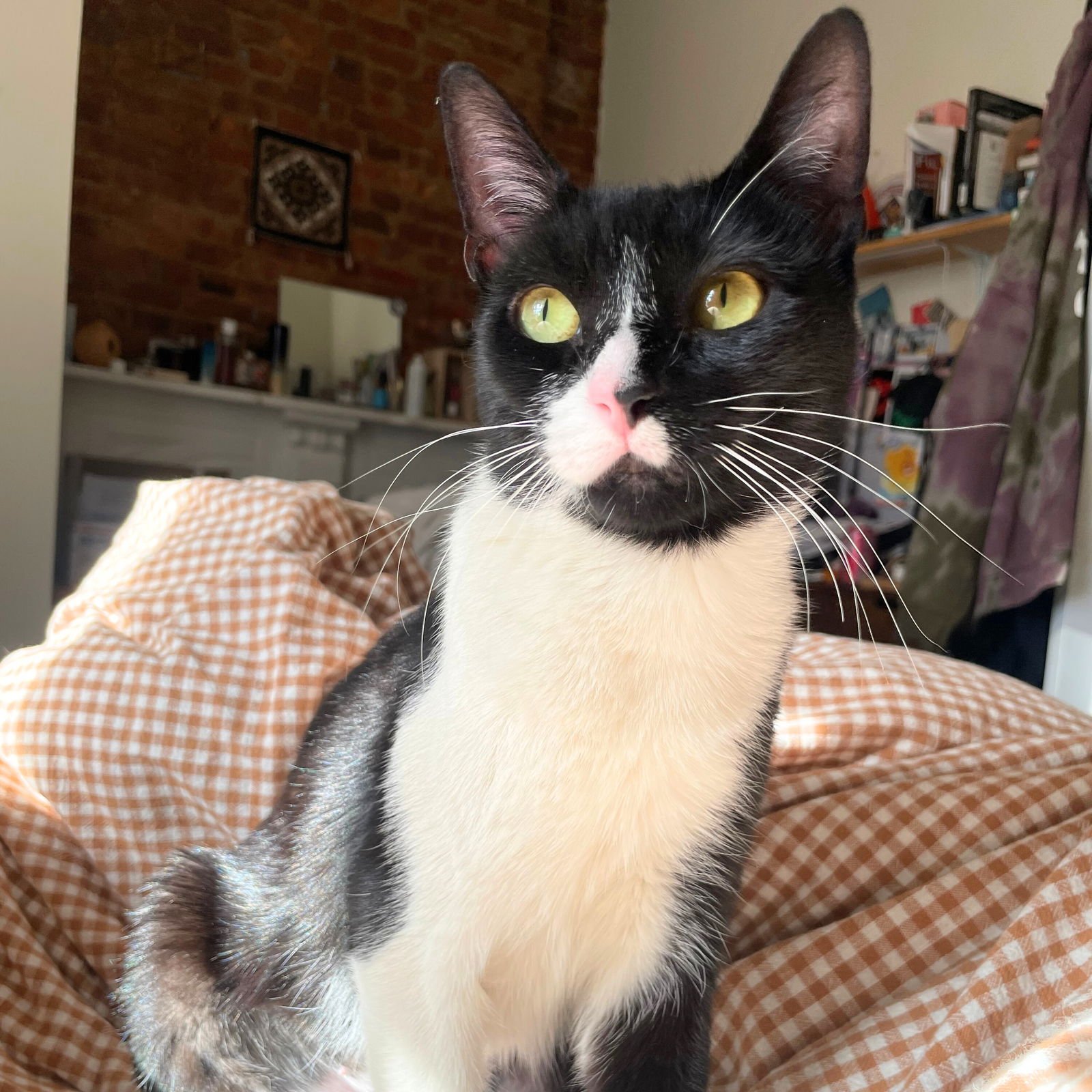 PEARLY - Domestic Short Hair available for adoption