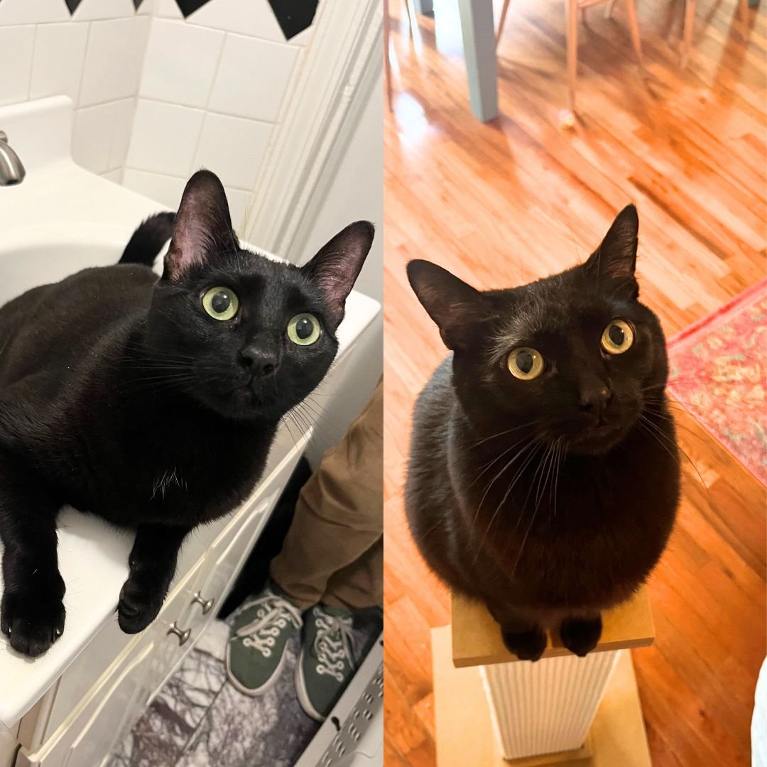 A PAIR CALLED MR. WHISKERS & TALULLA - Domestic Short Hair available for adoption