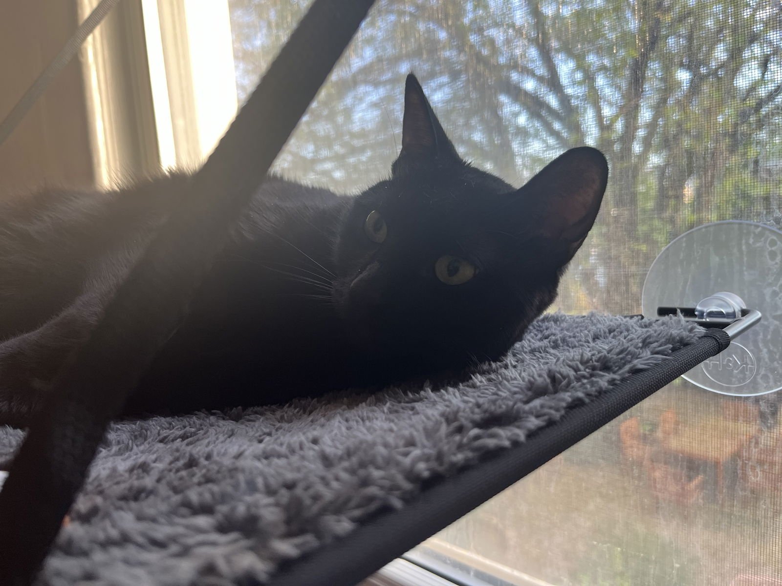 A PAIR CALLED MR. WHISKERS & TALULLA - Domestic Short Hair available for adoption