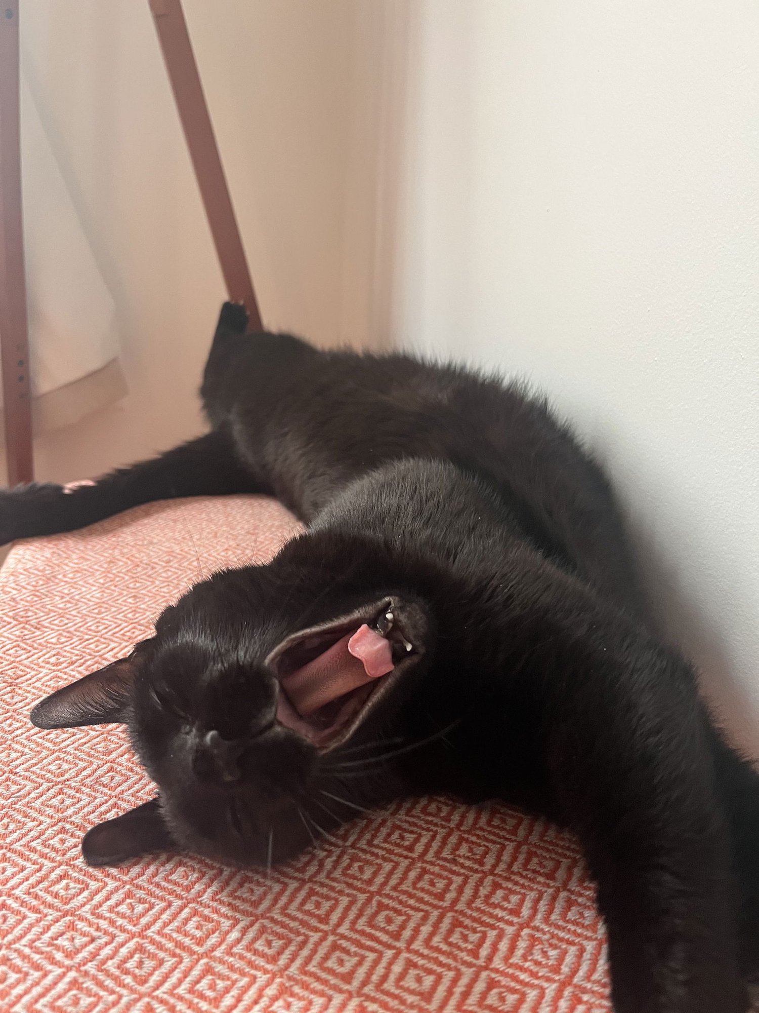 A pair called Mr. Whiskers & Talulla - Photo 3