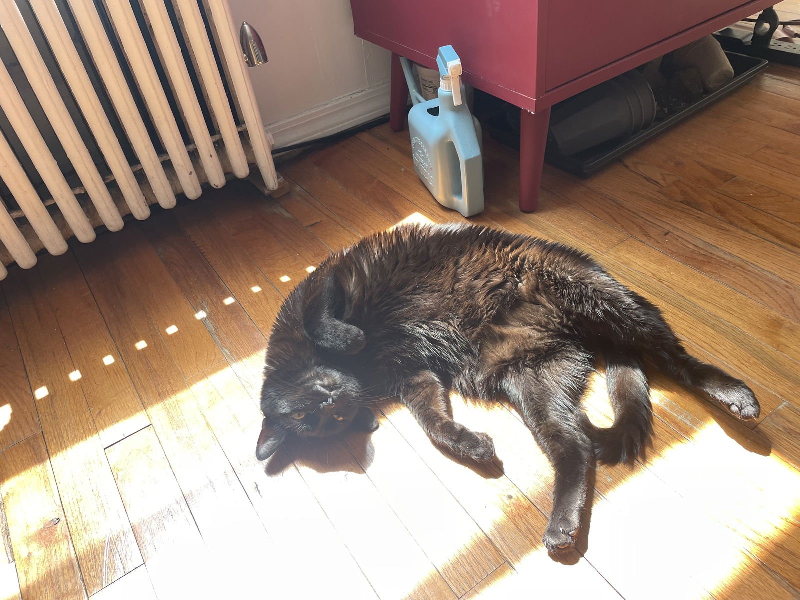 A pair called Mr. Whiskers & Talulla - Photo 5