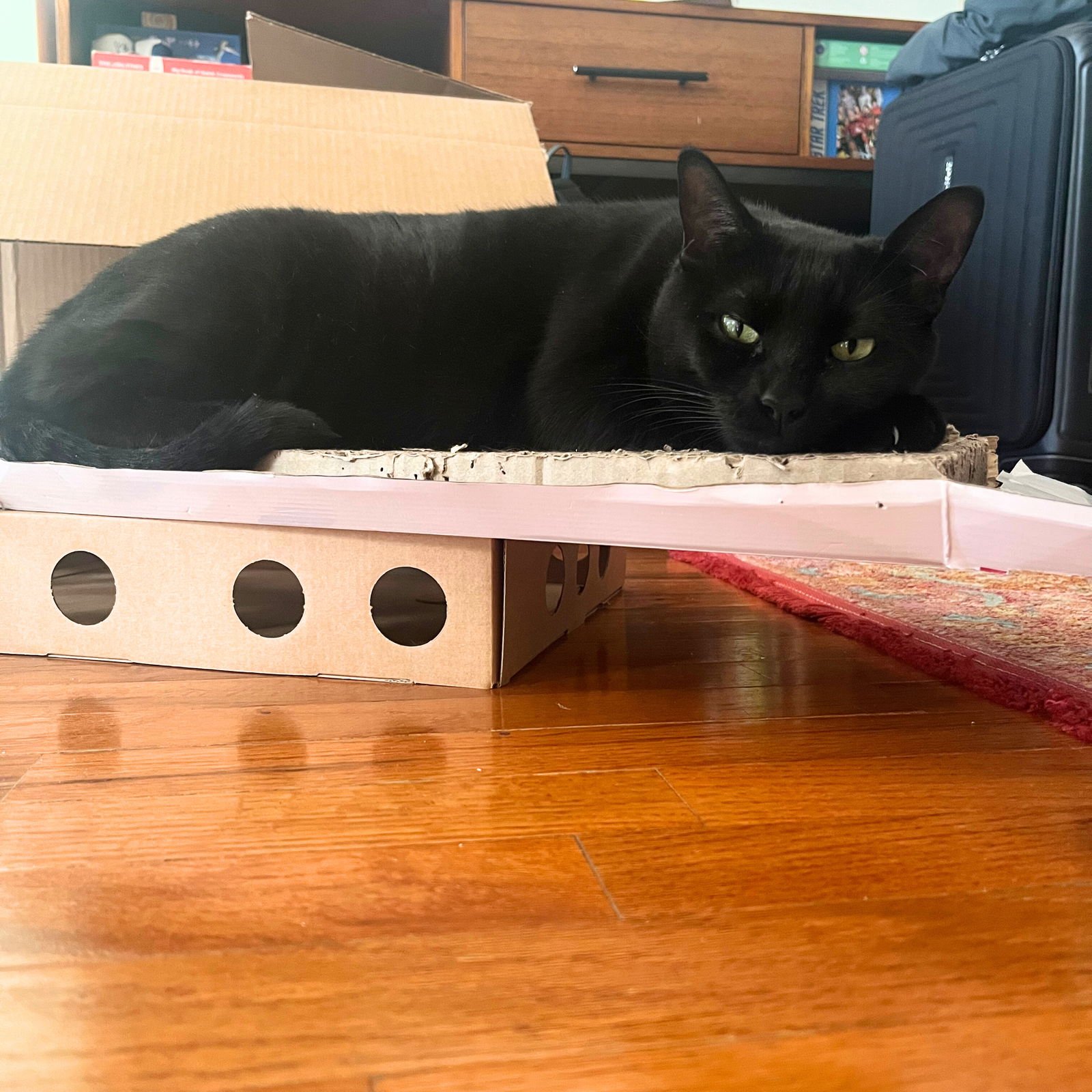 A pair called Mr. Whiskers & Talulla - Photo 7