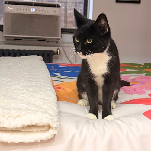 MARSHMALLOW - Domestic Short Hair available for adoption
