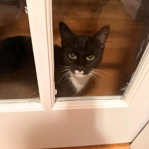 MARSHMALLOW - Domestic Short Hair available for adoption