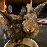 Meet Maple & Coconut, two beautiful Mini Lop rabbi - Photo 3