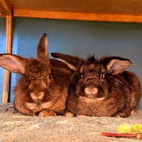Meet Maple & Coconut, two beautiful Mini Lop rabbi - Photo 1