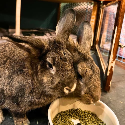 MEET MAPLE & COCONUT, TWO BEAUTIFUL MINI LOP RABBI - American available for adoption