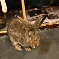 Meet Maple & Coconut, two beautiful Mini Lop rabbi - Photo 4