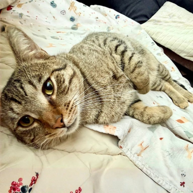 Judge Jackson Image