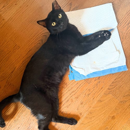 DELMAR - Domestic Short Hair available for adoption