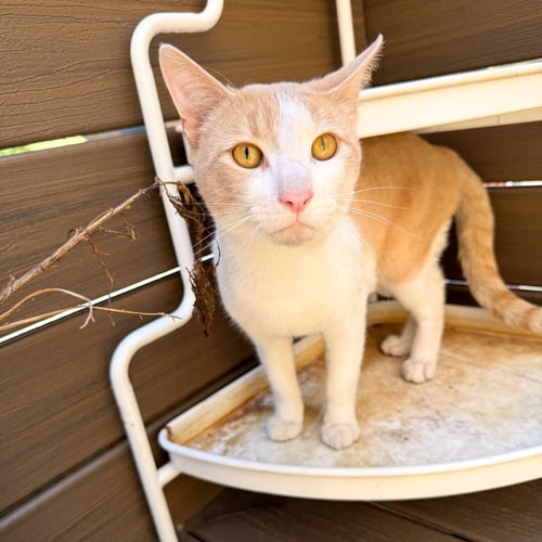PICCADILLY - Domestic Short Hair available for adoption