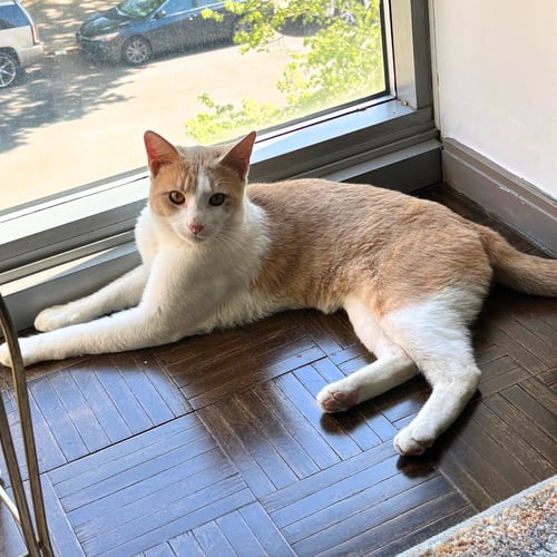 PICCADILLY - Domestic Short Hair available for adoption