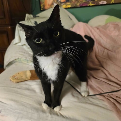 CONVERSE - Domestic Short Hair available for adoption