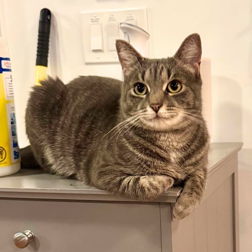 WISHY WASHY - Domestic Short Hair available for adoption