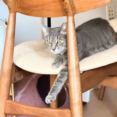 WISHY WASHY - Domestic Short Hair available for adoption