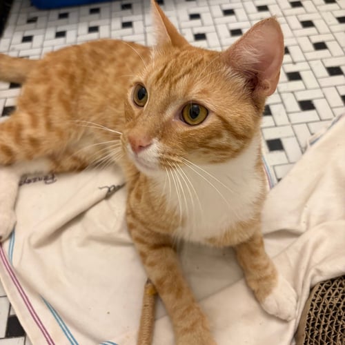 XTREME LIME - Domestic Short Hair available for adoption