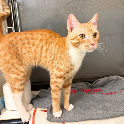 XTREME LIME - Domestic Short Hair available for adoption