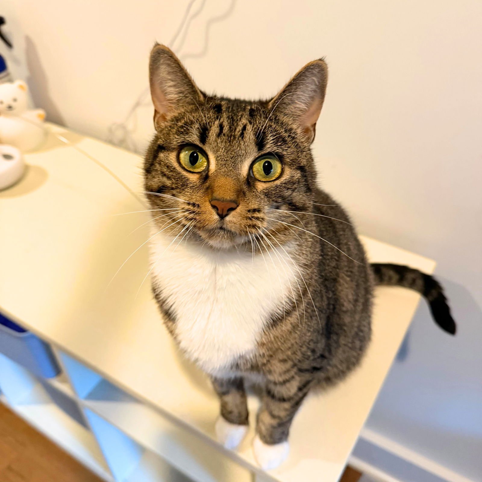 ROSEMARY - Domestic Short Hair available for adoption