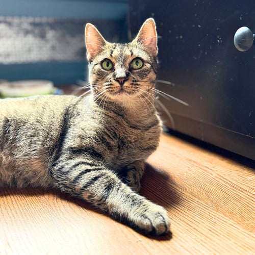 LADY LOVIBOND PELHAM - Domestic Short Hair available for adoption
