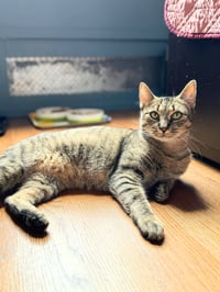 Lady Lovibond Pelham - Photo 3