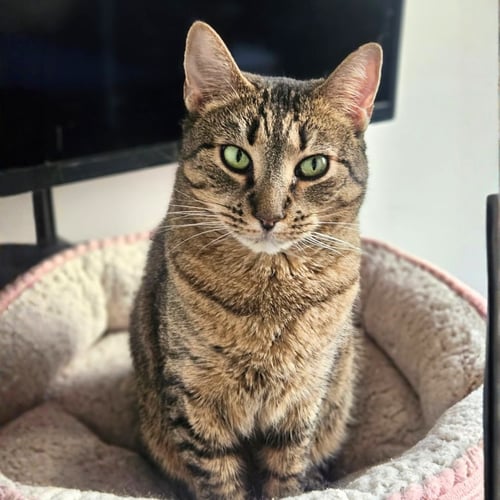 LADY LOVIBOND PELHAM - Domestic Short Hair available for adoption
