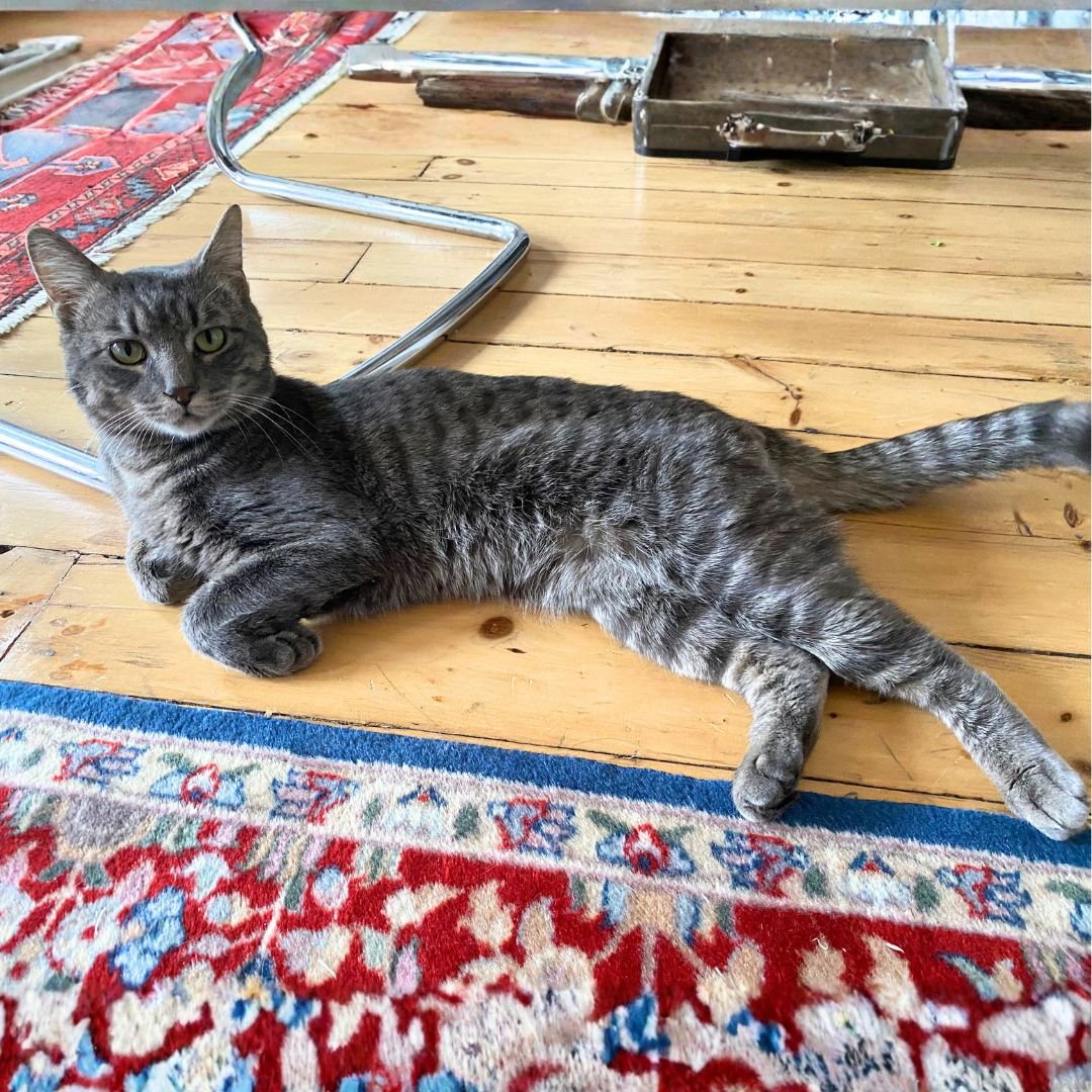 OMNY - Domestic Short Hair available for adoption