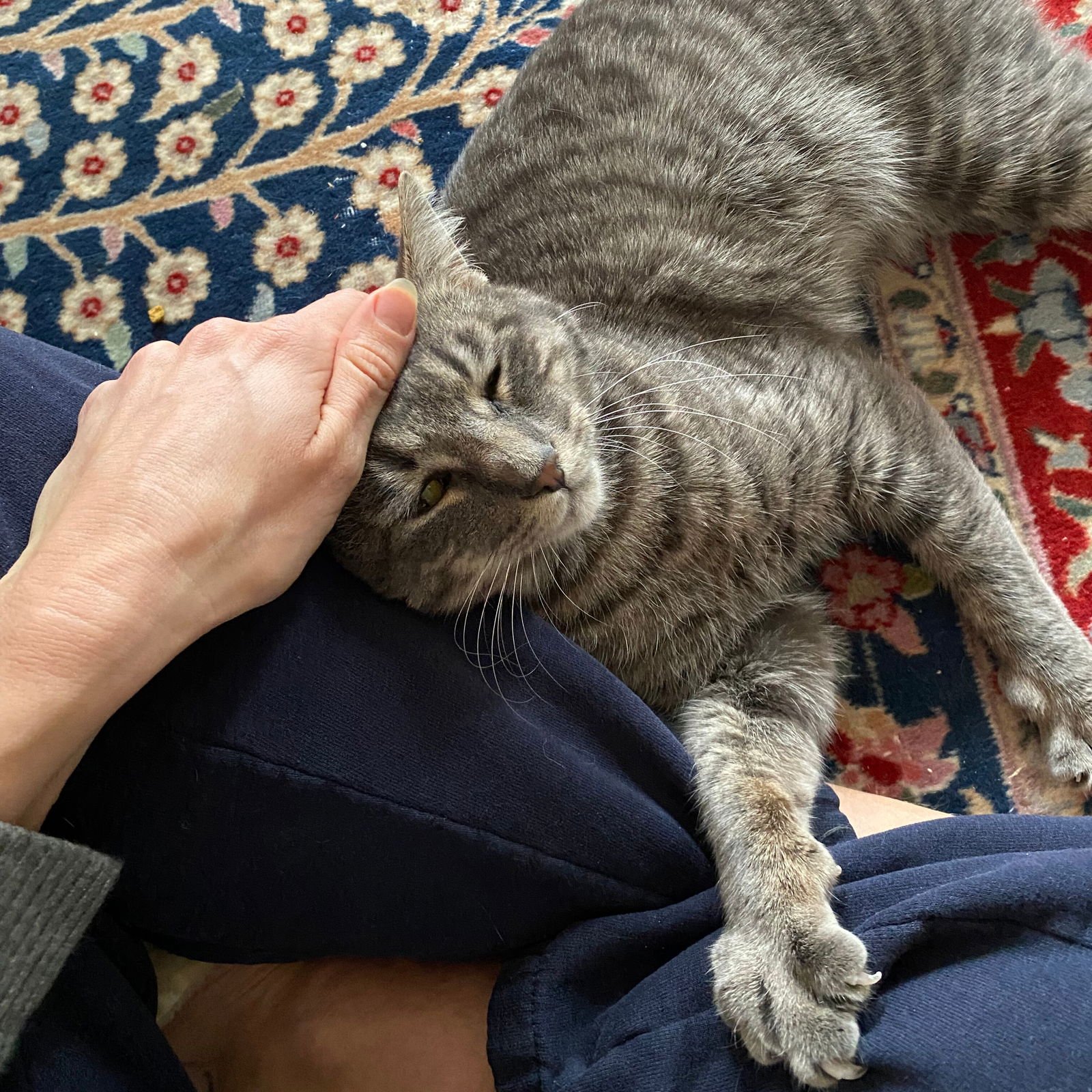 OMNY - Domestic Short Hair available for adoption