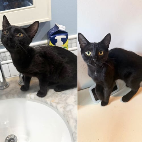 CRICKET AND WEEVIL - Domestic Short Hair available for adoption