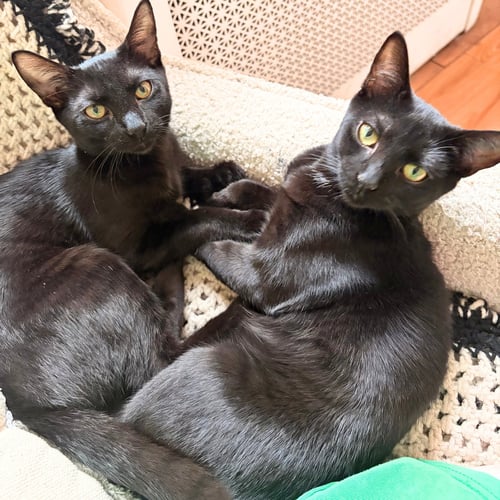 CRICKET AND WEEVIL - Domestic Short Hair available for adoption
